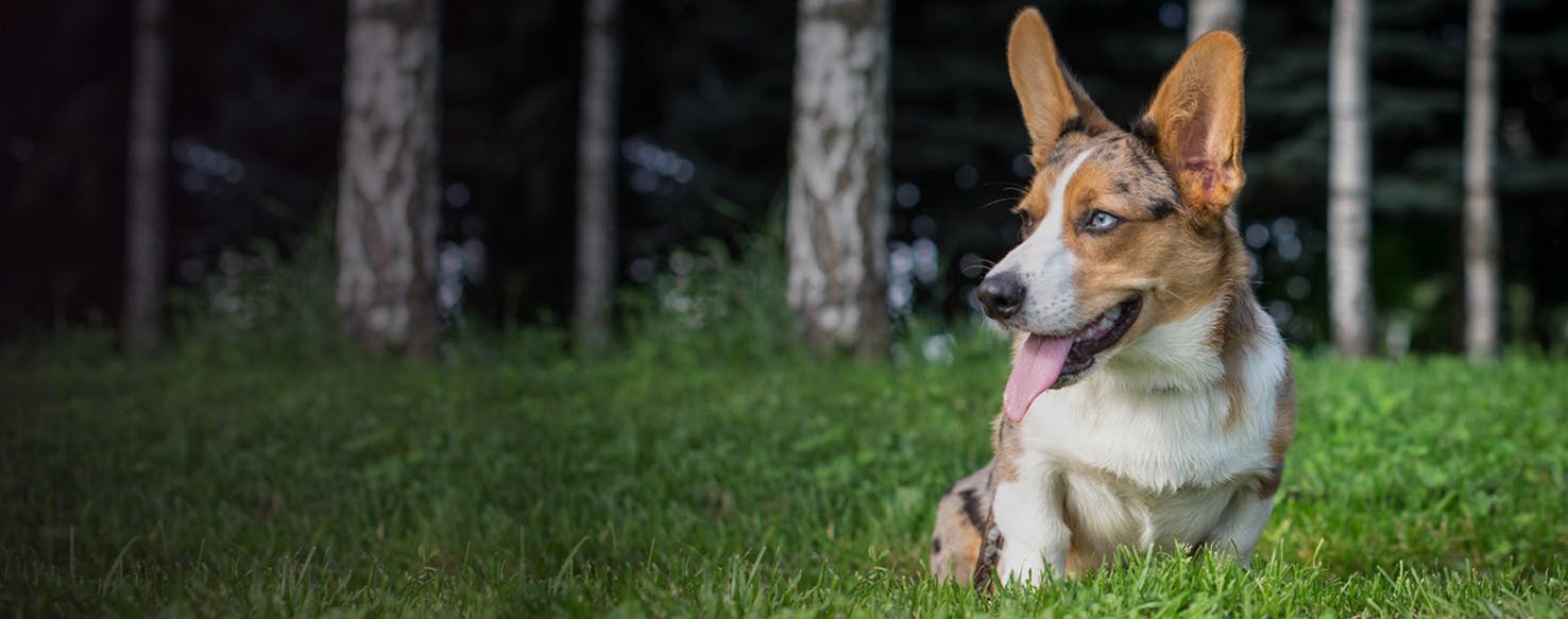 Top Activities For Cardigan Pembroke Wag!