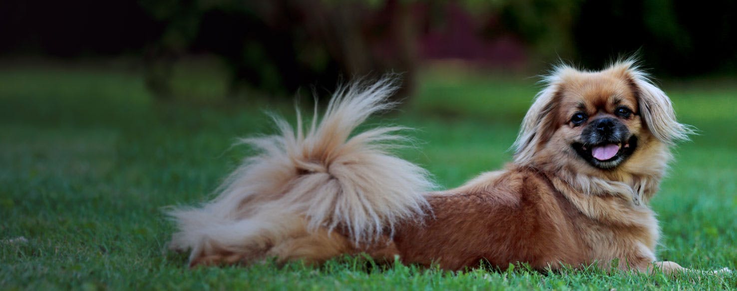 are tibetan spaniel good with kids