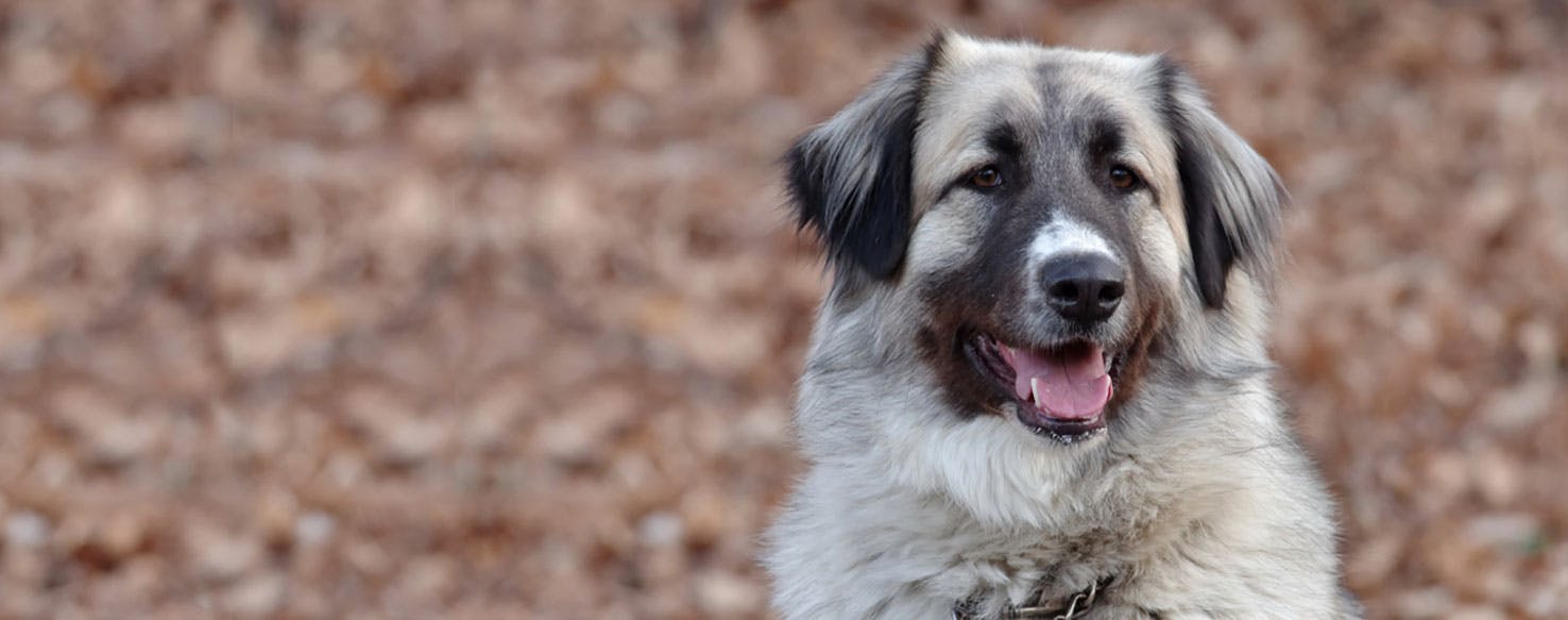 are romanian shepherds good dogs