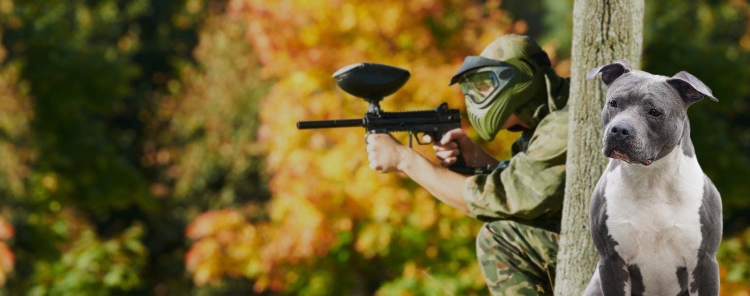 Top Activities For Paintball Players With Dogs Wag!