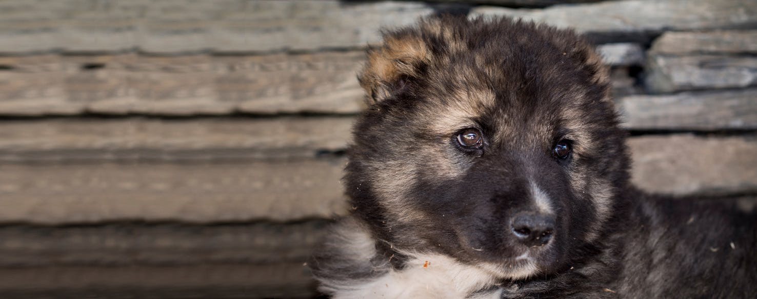 are georgian shepherds calm dogs