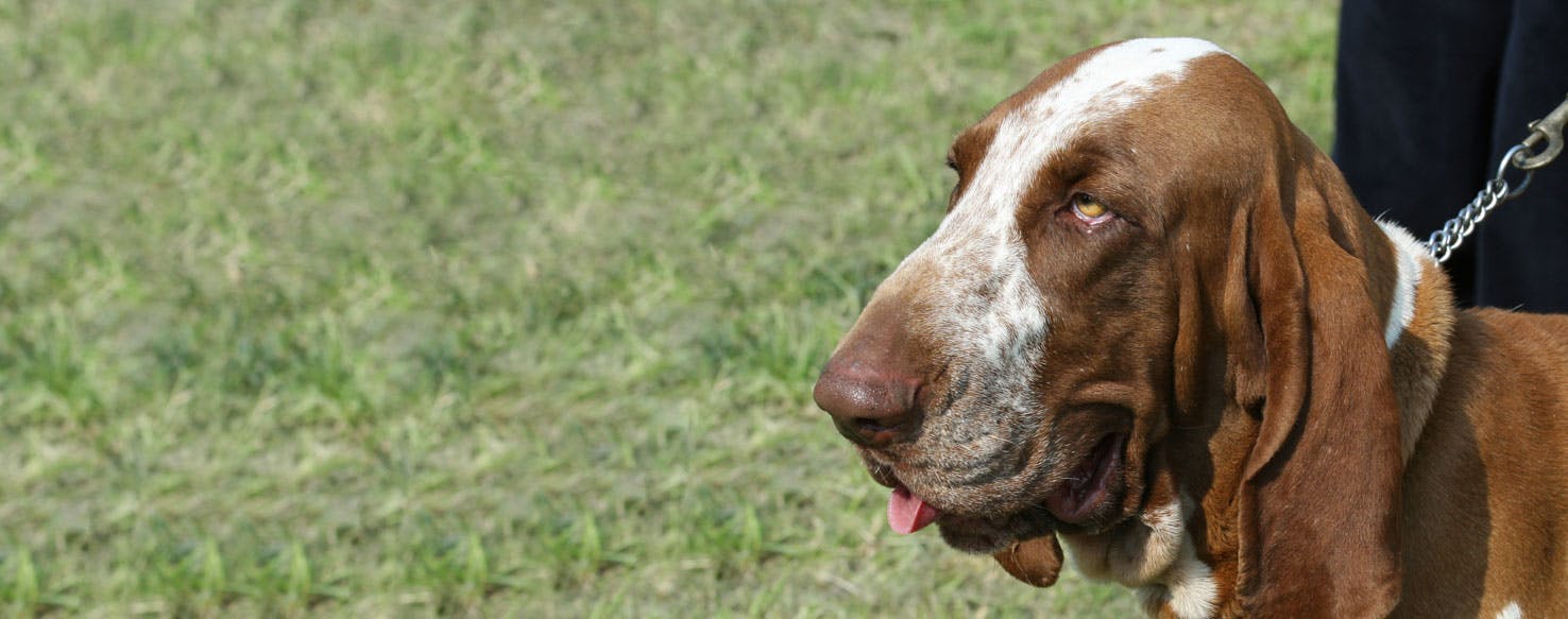 Top Activities For Italian Hounds Wag!