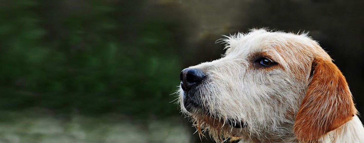 Top Activities For Welsh Hounds Wag!