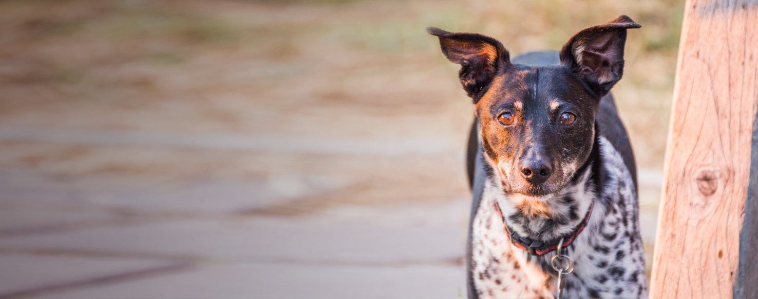 are rat terriers destructive