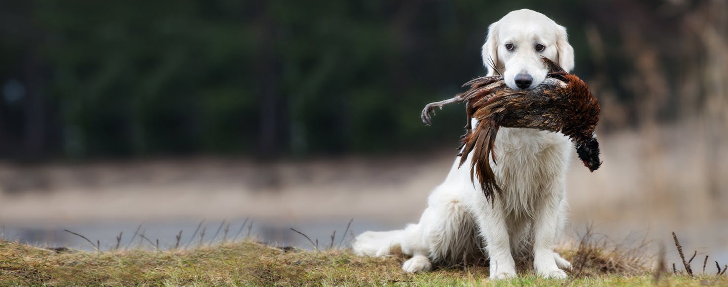 Top Activities For Dogs Who Like To Hunt - Wag!