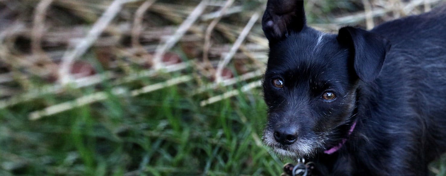 Top Activities For JackRat Terriers Wag!