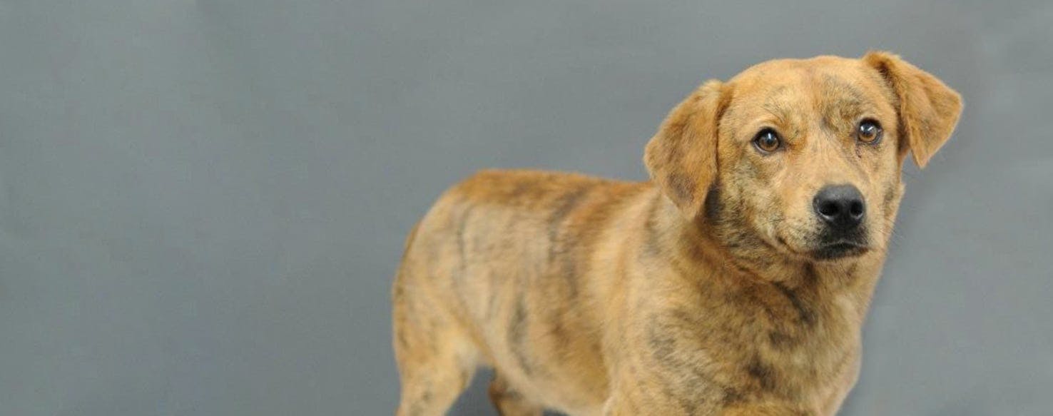 Chow Hound | Dog Breed Facts and 