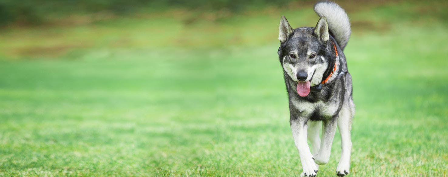 are swedish elkhounds dominant dogs