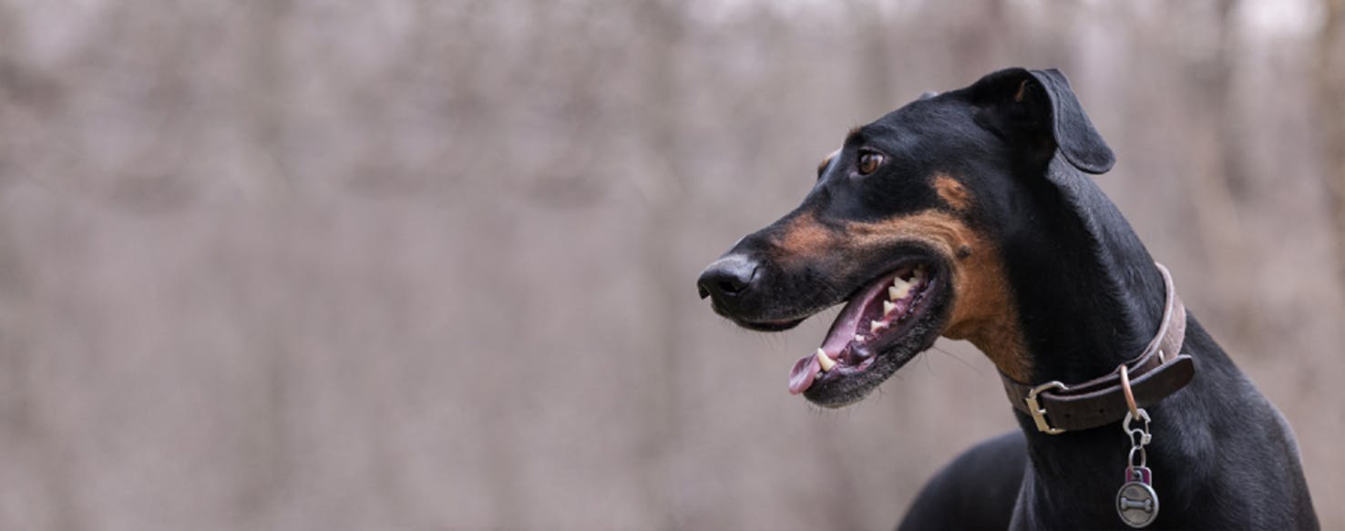 Top Activities For Doberman Greyhounds Wag!