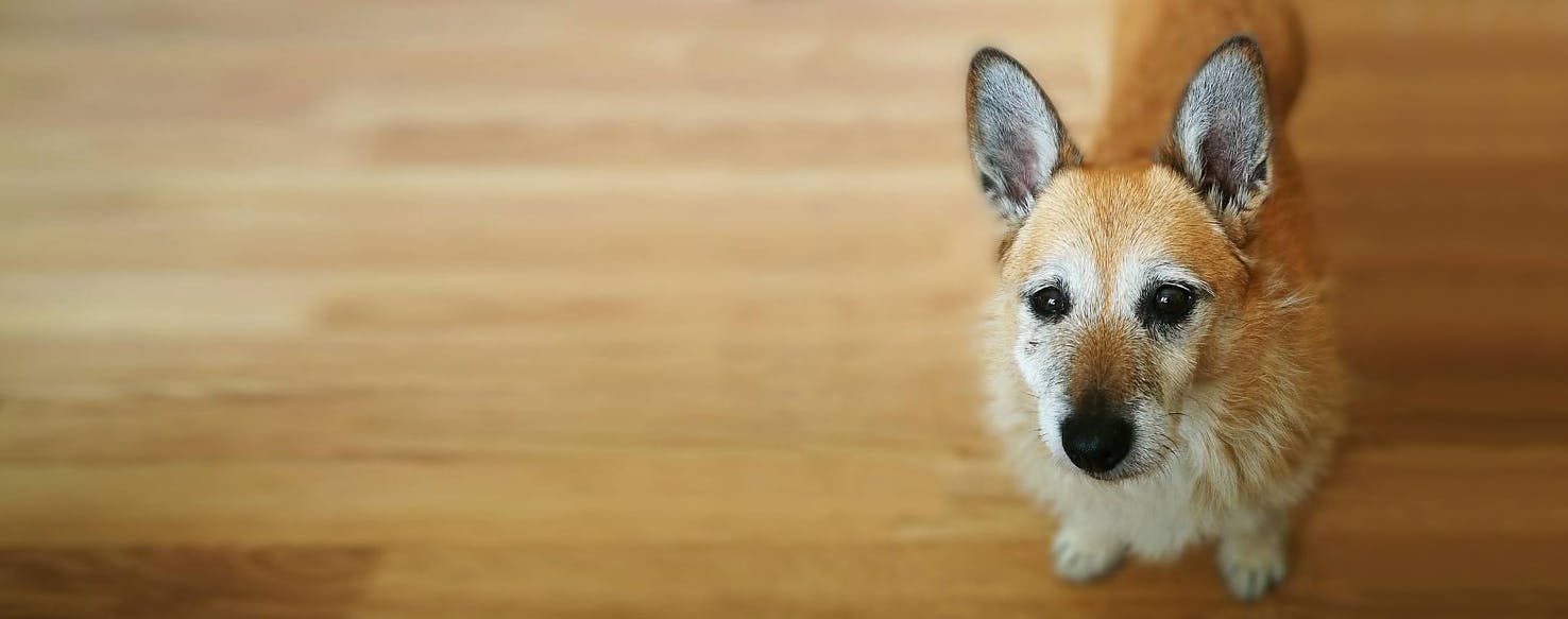 Top Activities For Cairn Wag!