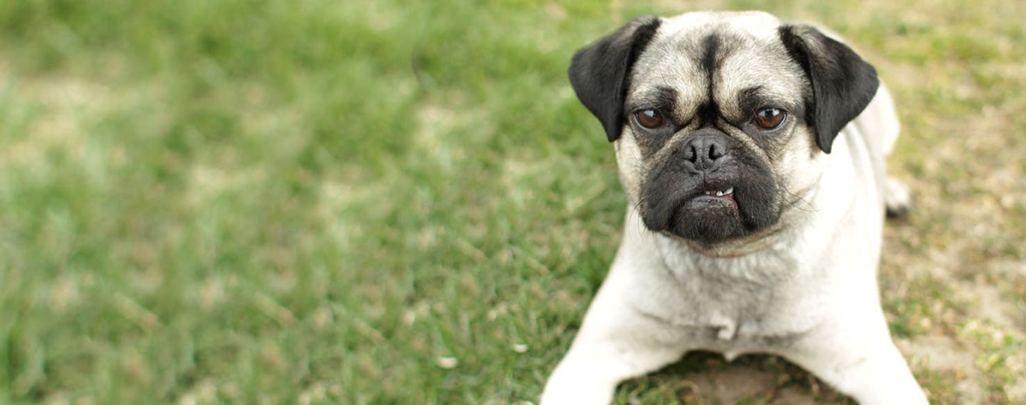 Top Activities For Hug Dogs Wag!