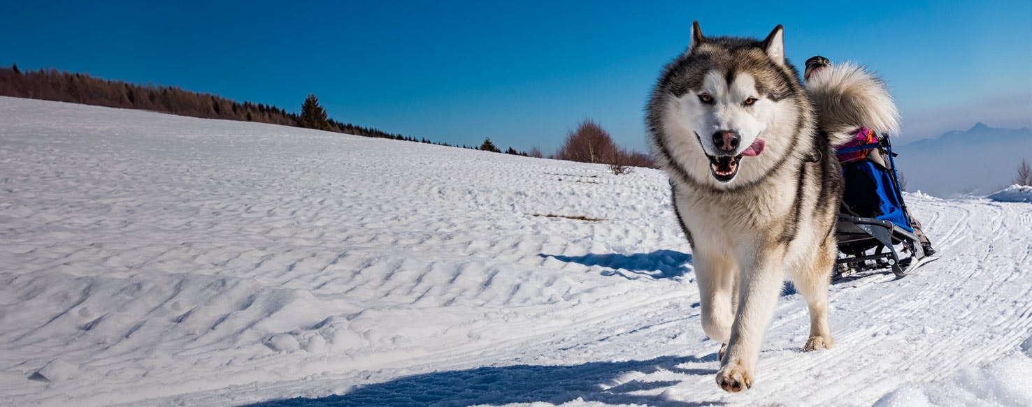 Dog sled online exercise