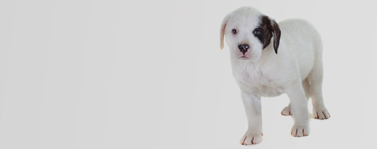 Top Activities For Frenchie Labradors Wag!