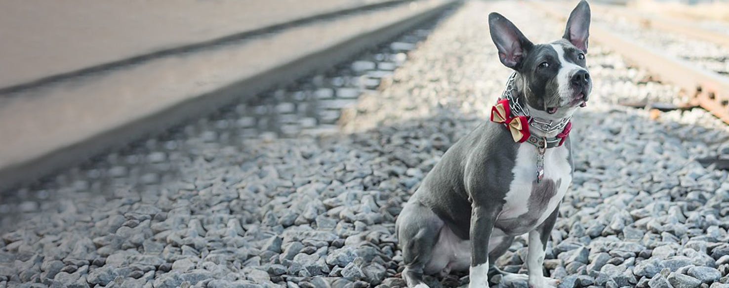 Top Activities For French Bull Rat Terriers Wag!