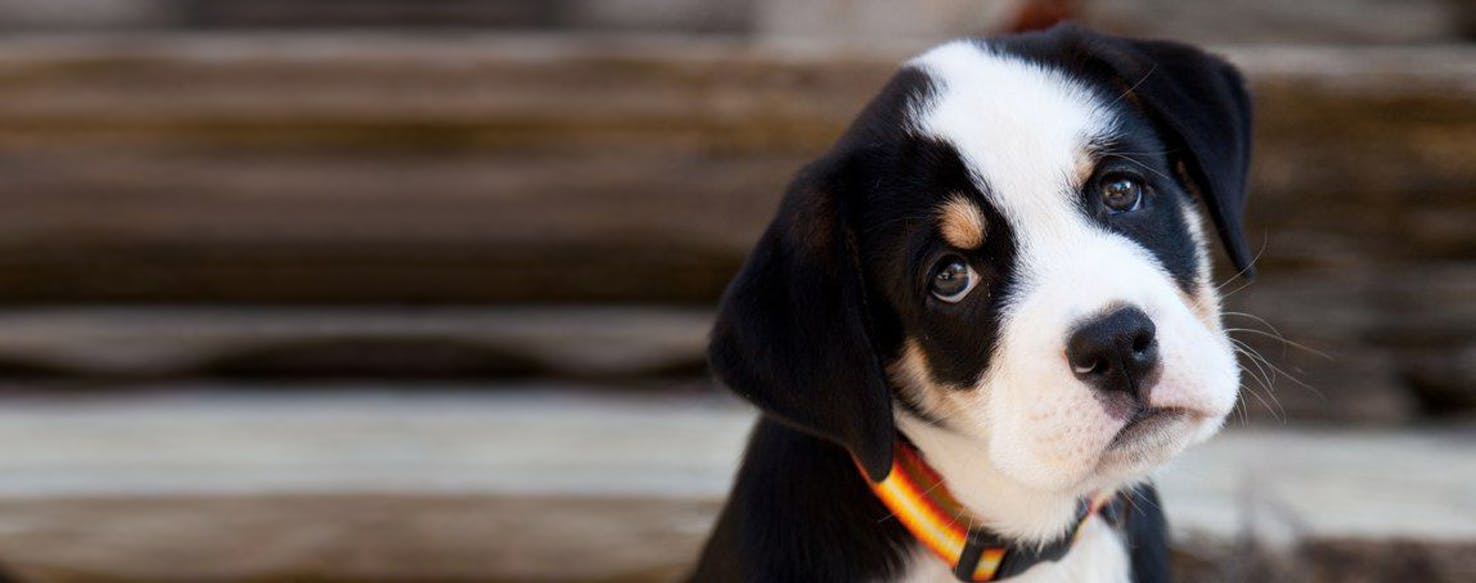 Mountain Bulldog | Dog Breed Facts and 