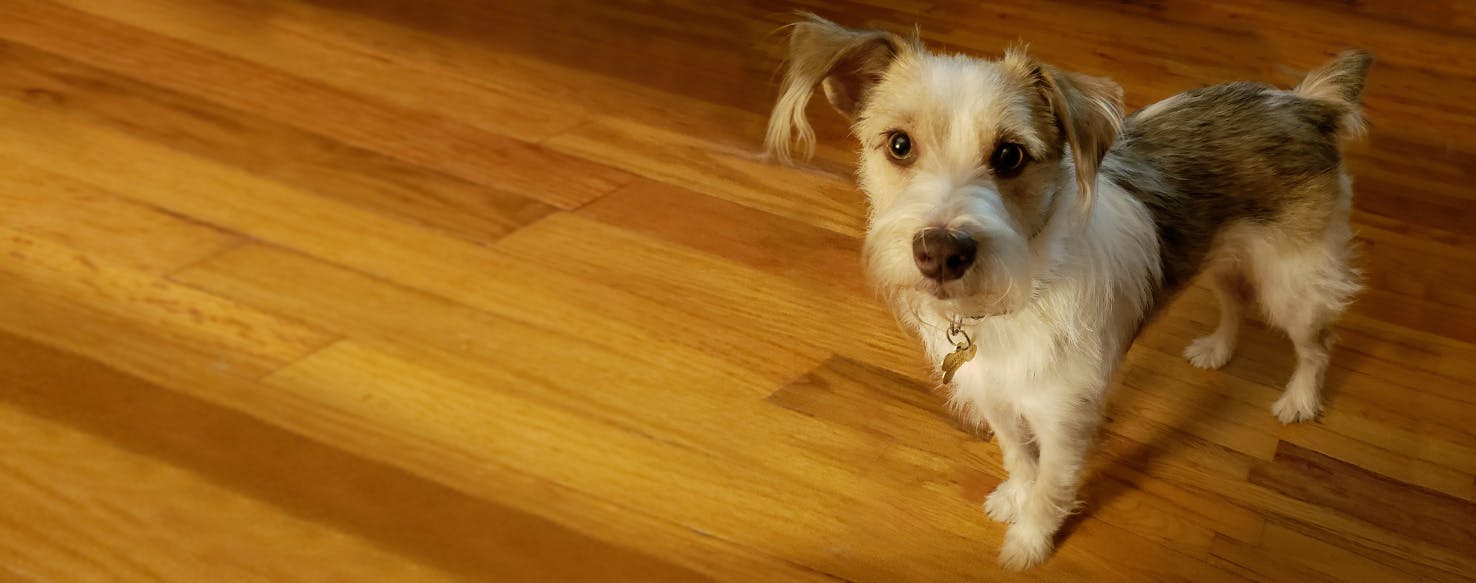 Top Activities For Confetti Australian Shepherds Wag!