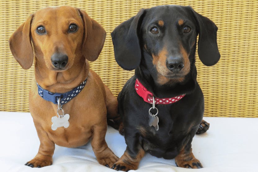 Best Dog Food for Dachshunds 2024 image