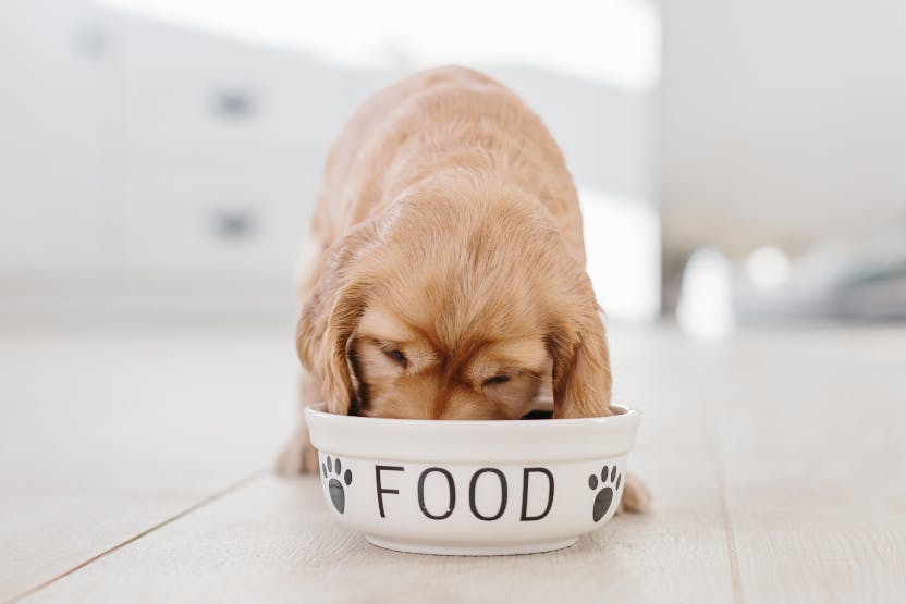 Best Dog Food for Puppies 2024 image