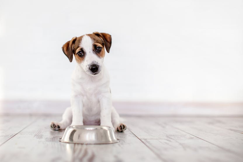 Best Dog Food for Small Dogs 2024 image