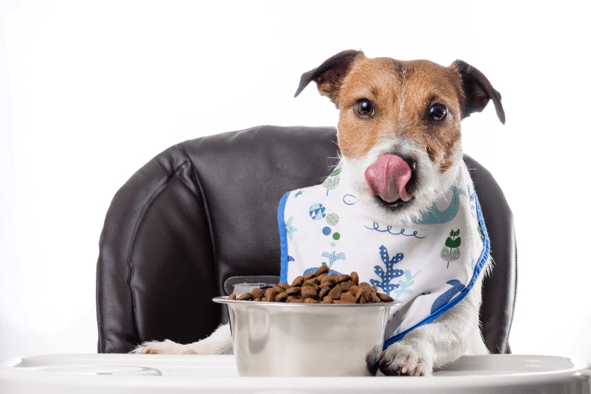 Best Dry Foods for Dogs 2024 image