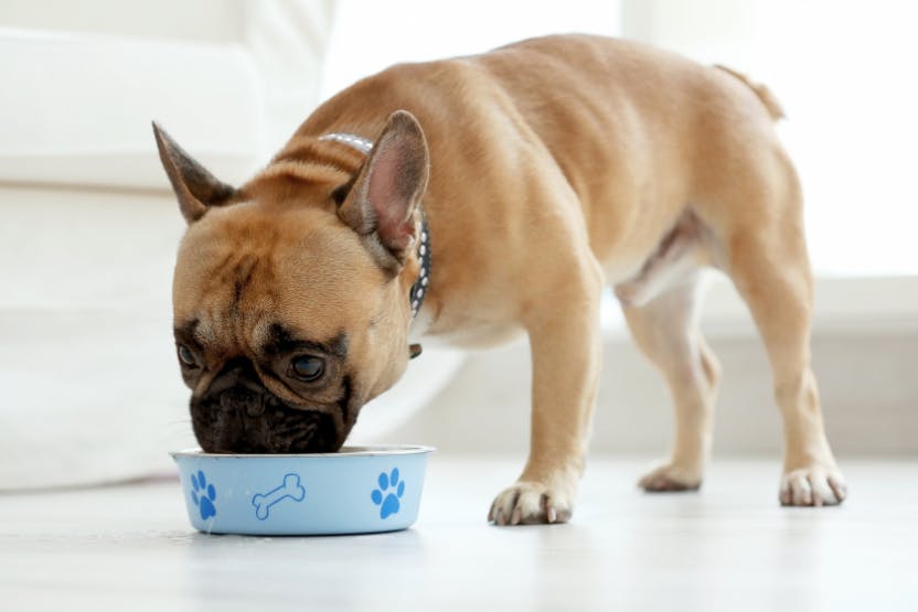 Best Dog Food for French Bulldogs 2024 image