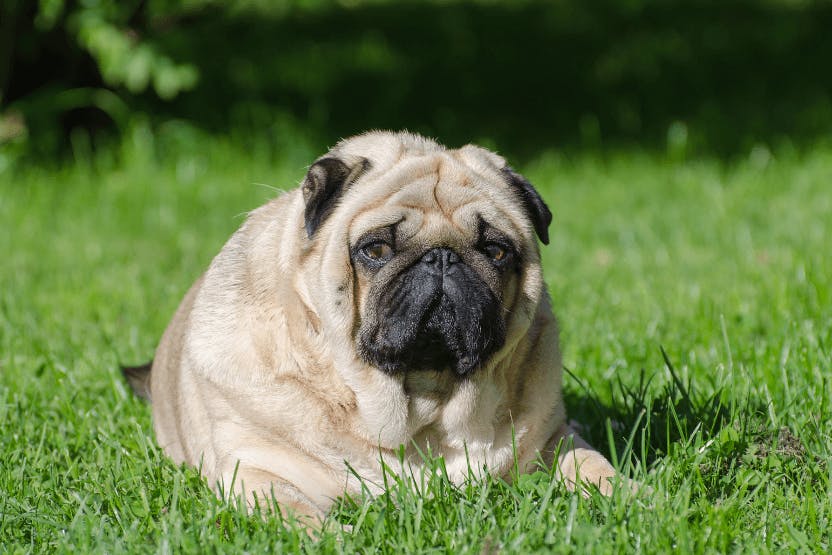 Best Dog Foods For Overweight Dogs 2023