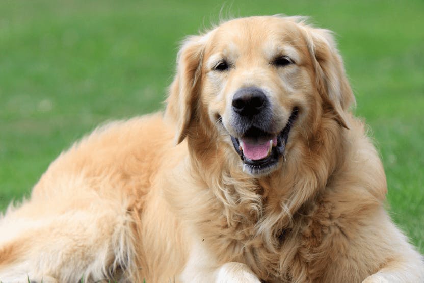 Best Dog Food for Golden Retrievers 2024 image