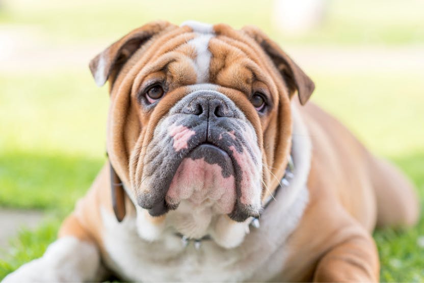 Best Dog Food for Bulldogs 2024 image