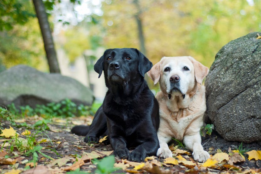 Best Dog Food for Labrador Retrievers 2024 image