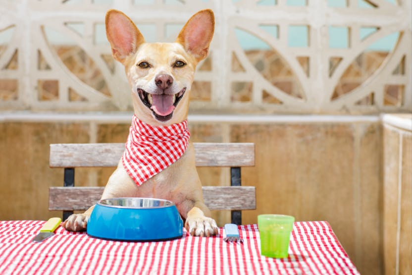Best Dog Food for Chihuahuas 2024 image