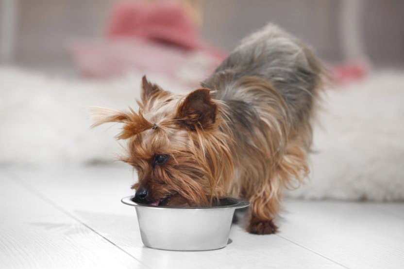 Healthy food for yorkies best sale