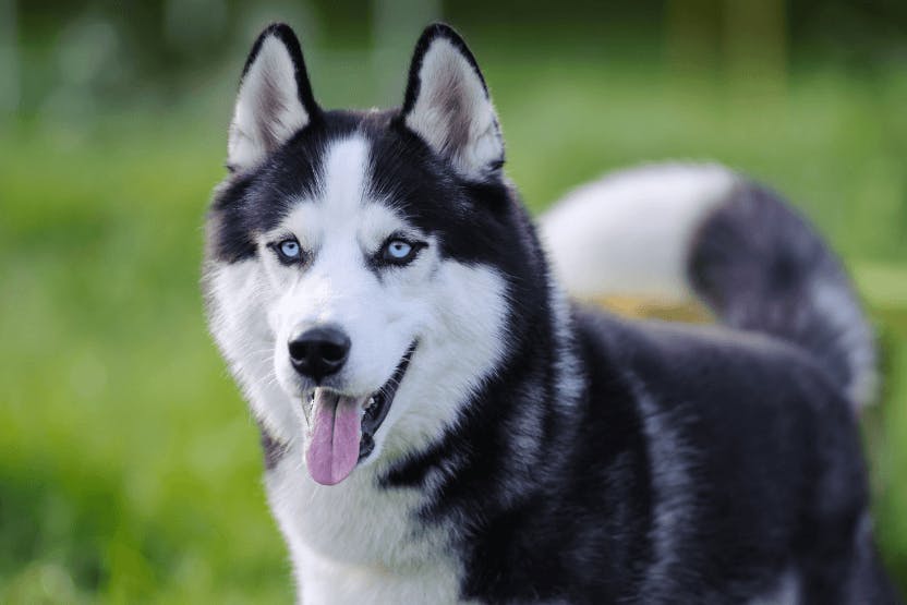 Best Dog Food for Siberian Huskies 2024 image