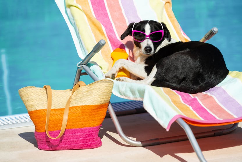Best Dog Cooling Products for Summer 2023 image