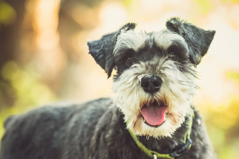 Best Dog Food for Miniature Schnauzers 2024 image