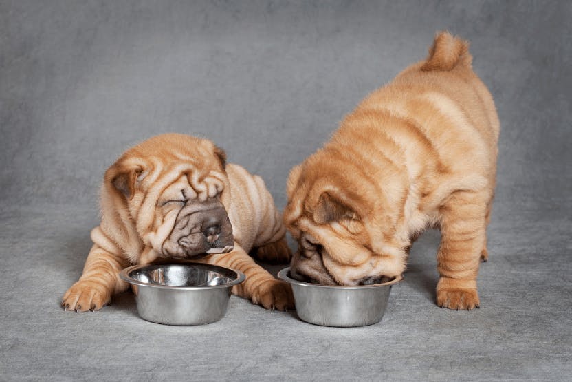 Best High-Protein Puppy Food 2024 image