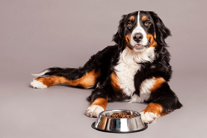 Best Dog Food for Large Dogs 2024 image