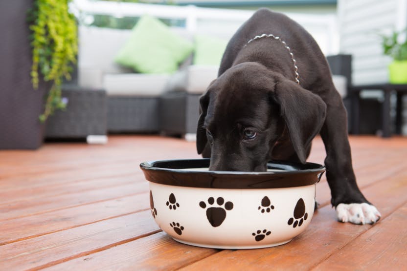 Best Puppy Food for Large Dogs 2024 image