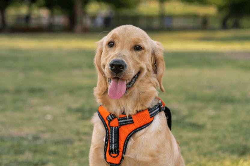 Best No-pull Dog Harnesses 2024 image