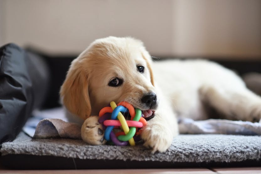 Best Chew Toys For Dogs 