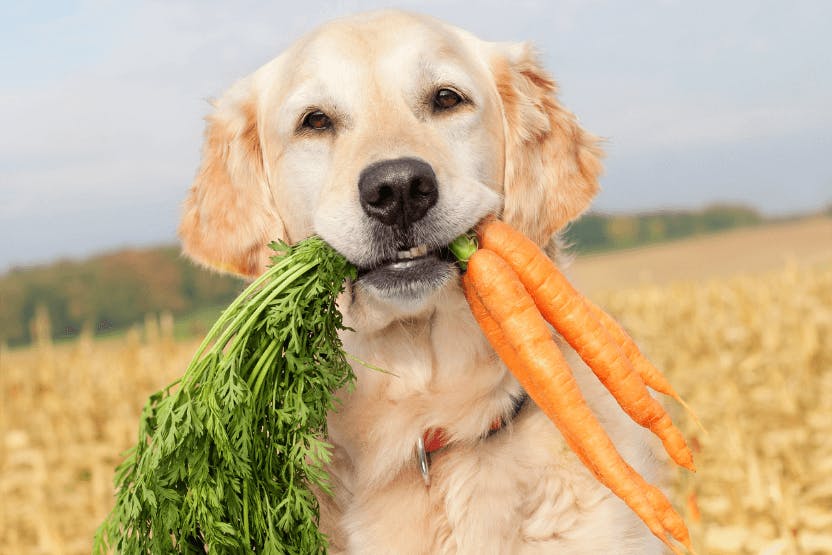 Best Plant-Based Dog Food 2024 image