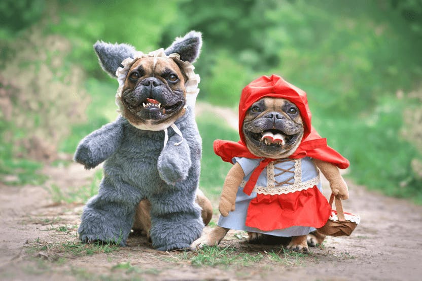 5 costumes to make your dog the star of Halloween