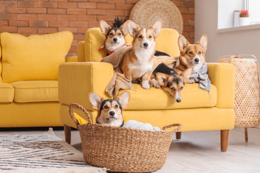 Best dog food outlet brands for corgi puppies