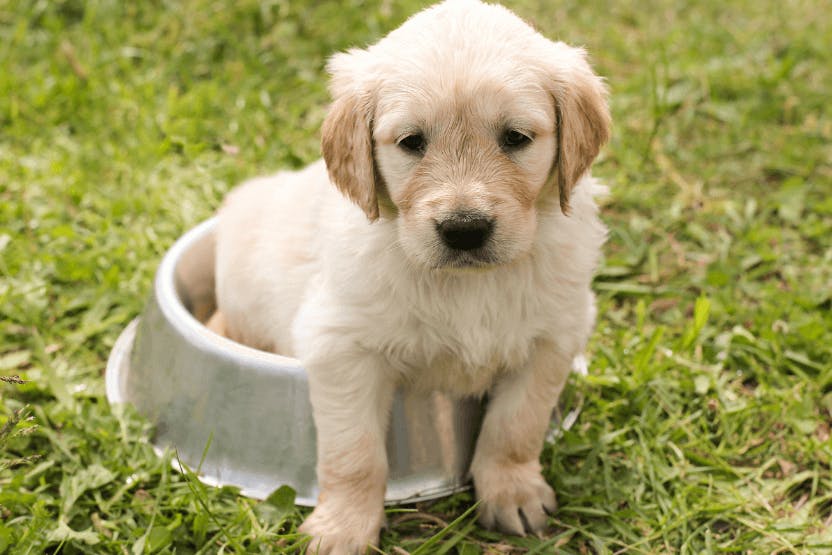 Best Dry Puppy Food 2024 image