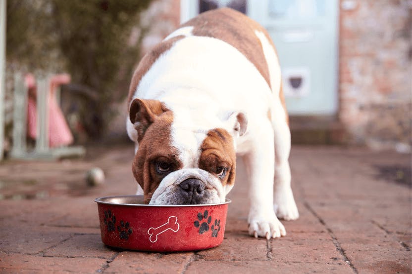 Best Dog Food for English Bulldogs 2024 image