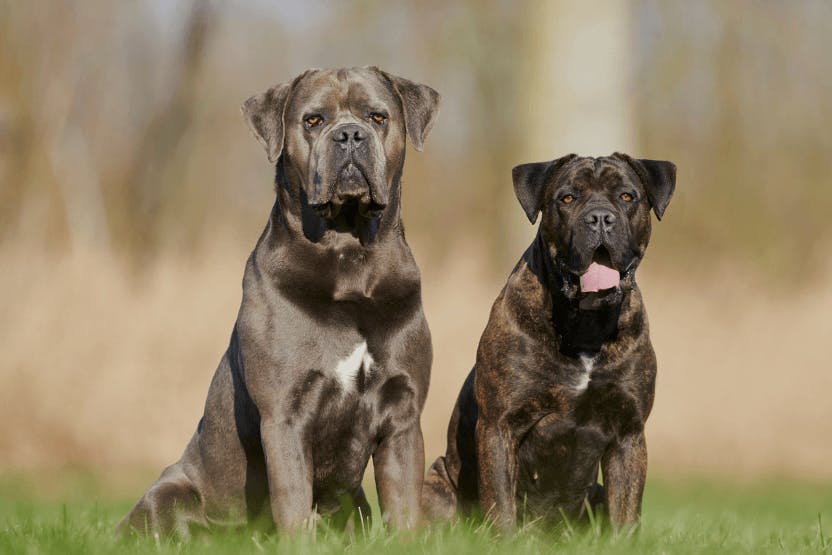 Best Dog Food for Cane Corso 2024