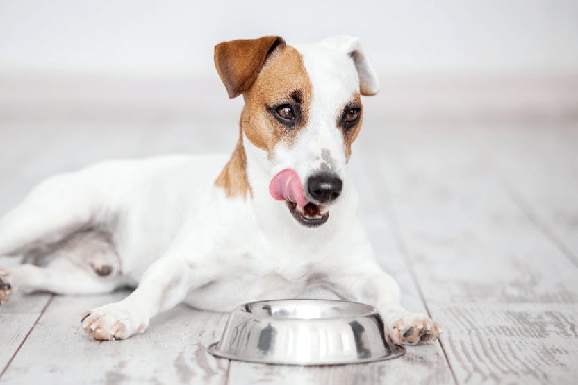 Best Meal Toppers for Dogs 2024 image