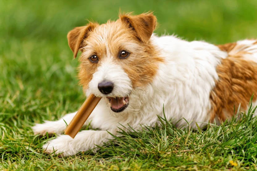 Best Dental Chews for Dogs 2024 image