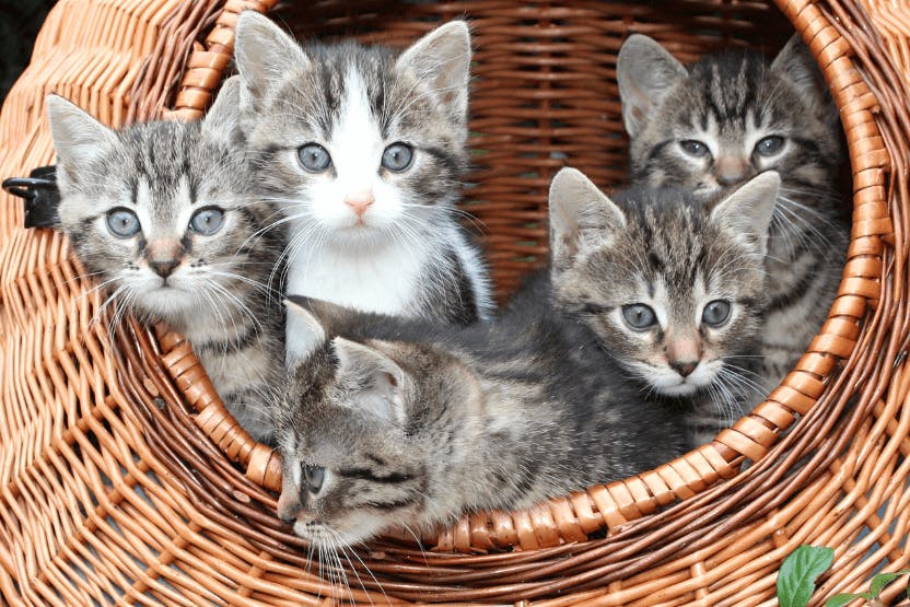 Best Cat Food for Kittens 2024 image