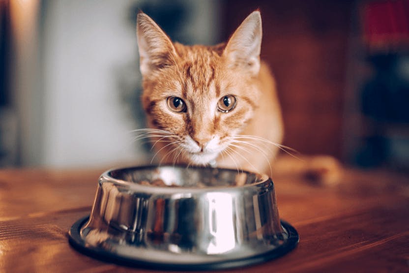 Best Budget-friendly Cat Food 2024 image