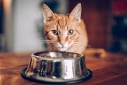 Best Budget friendly Cat Food 2024